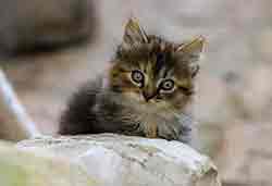 Hygiène dentaire chat