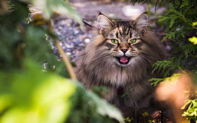 Un chat heureux jouant sur son arbre à chat