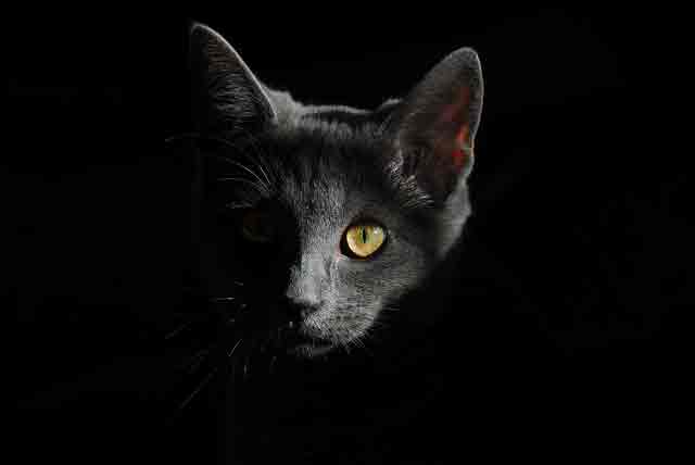 Chat apaisé et en bonne santé après stérilisation