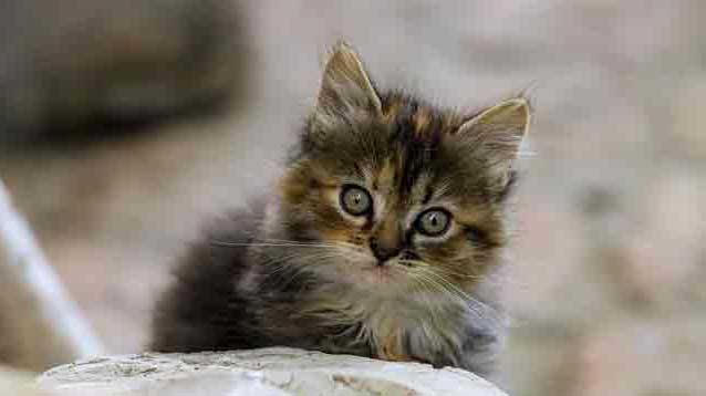 Hygiène dentaire féline et prévention du tartre