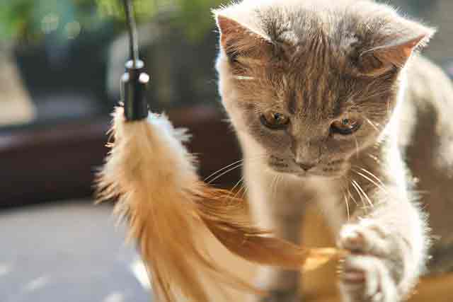 Chat faisant ses griffes sur un griffoir