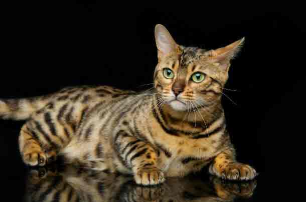 Magnifique chat Bengal