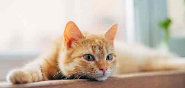 Chat européen en pleine santé