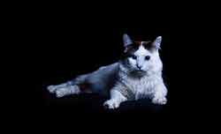 Fangio le chat noir et blanc