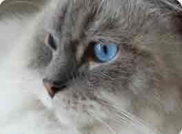 Chat en Détresse : Le Guide des Signaux d'Urgence et des Gestes Qui Sauvent